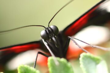 Schmetterling 2, Johann Kois